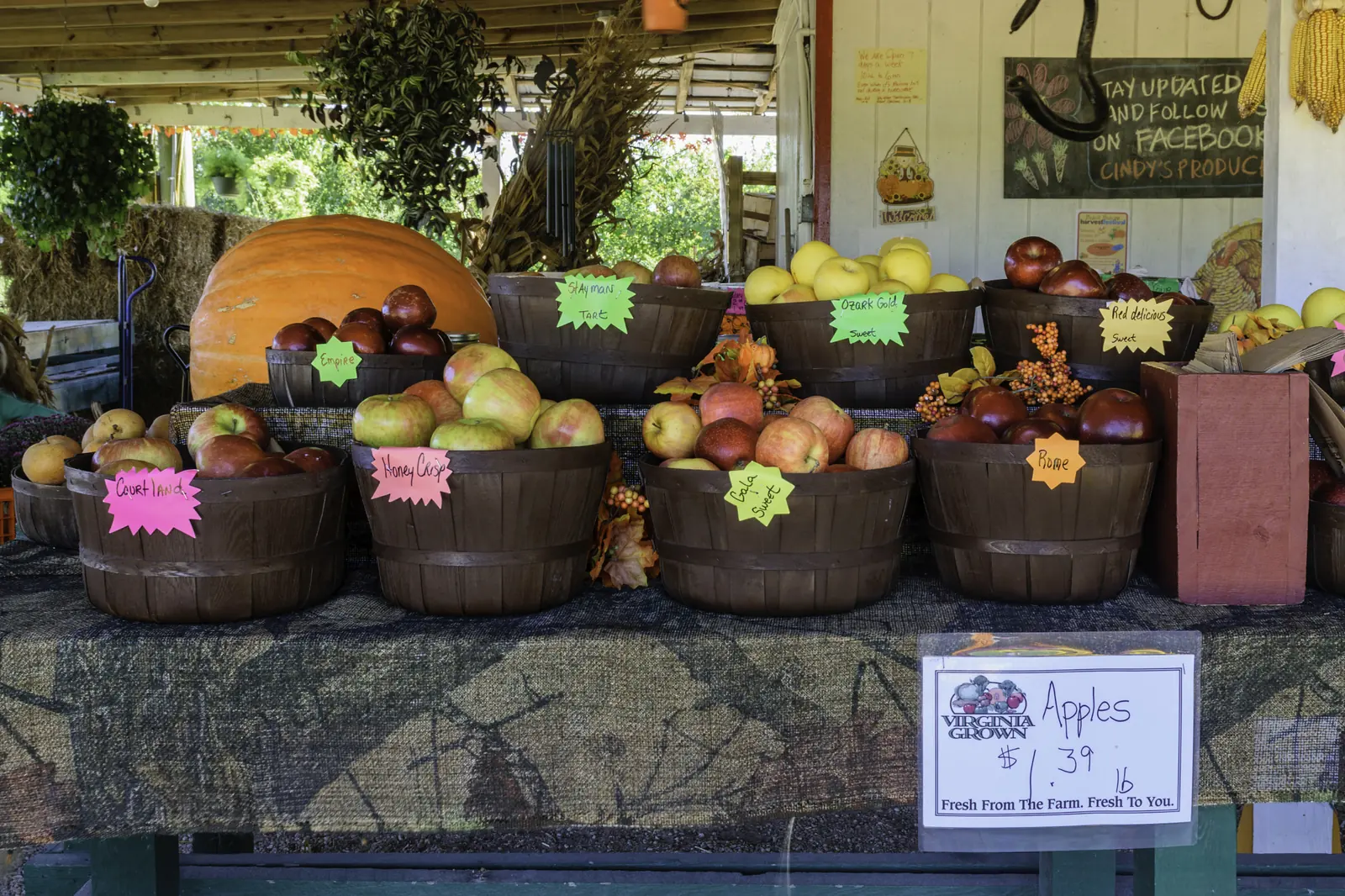 Baskets of Virginia-grown apples and a giant pumpkin at Cindy's Produce, a stand at the Virginia Beach Farmers Market on Dam Neck Road.