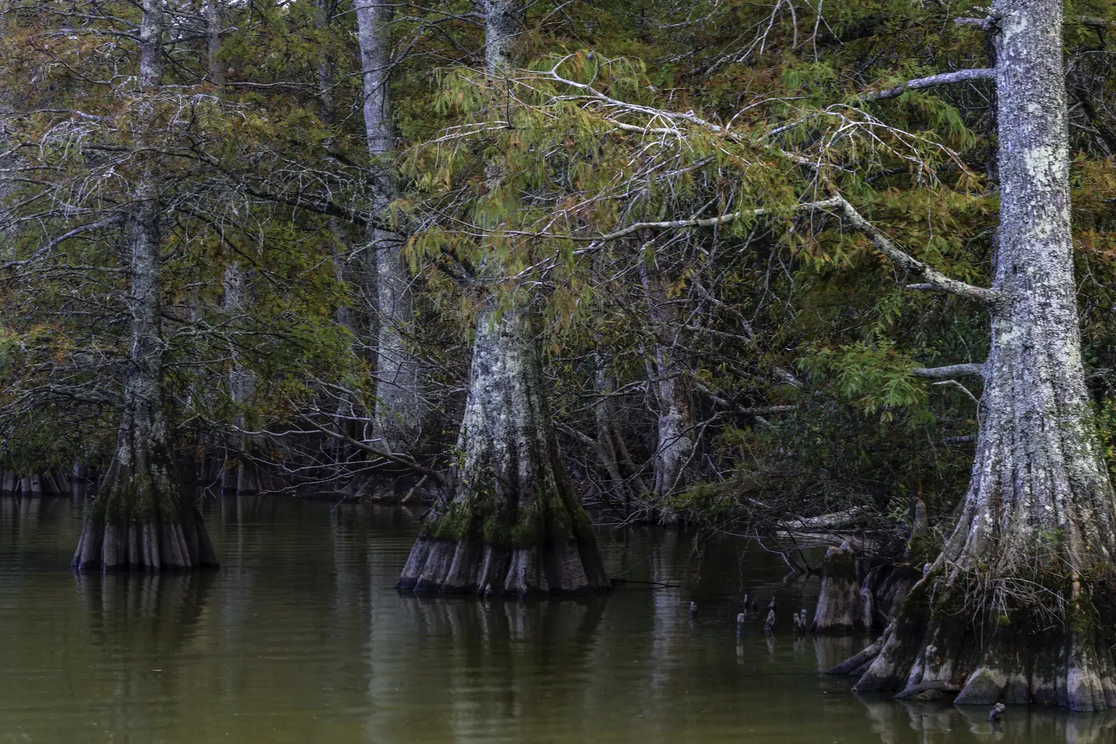 Bald cypress trees standing in the water at Stumpy Lake Natural Area on Indian River Road in Virginia Beach.