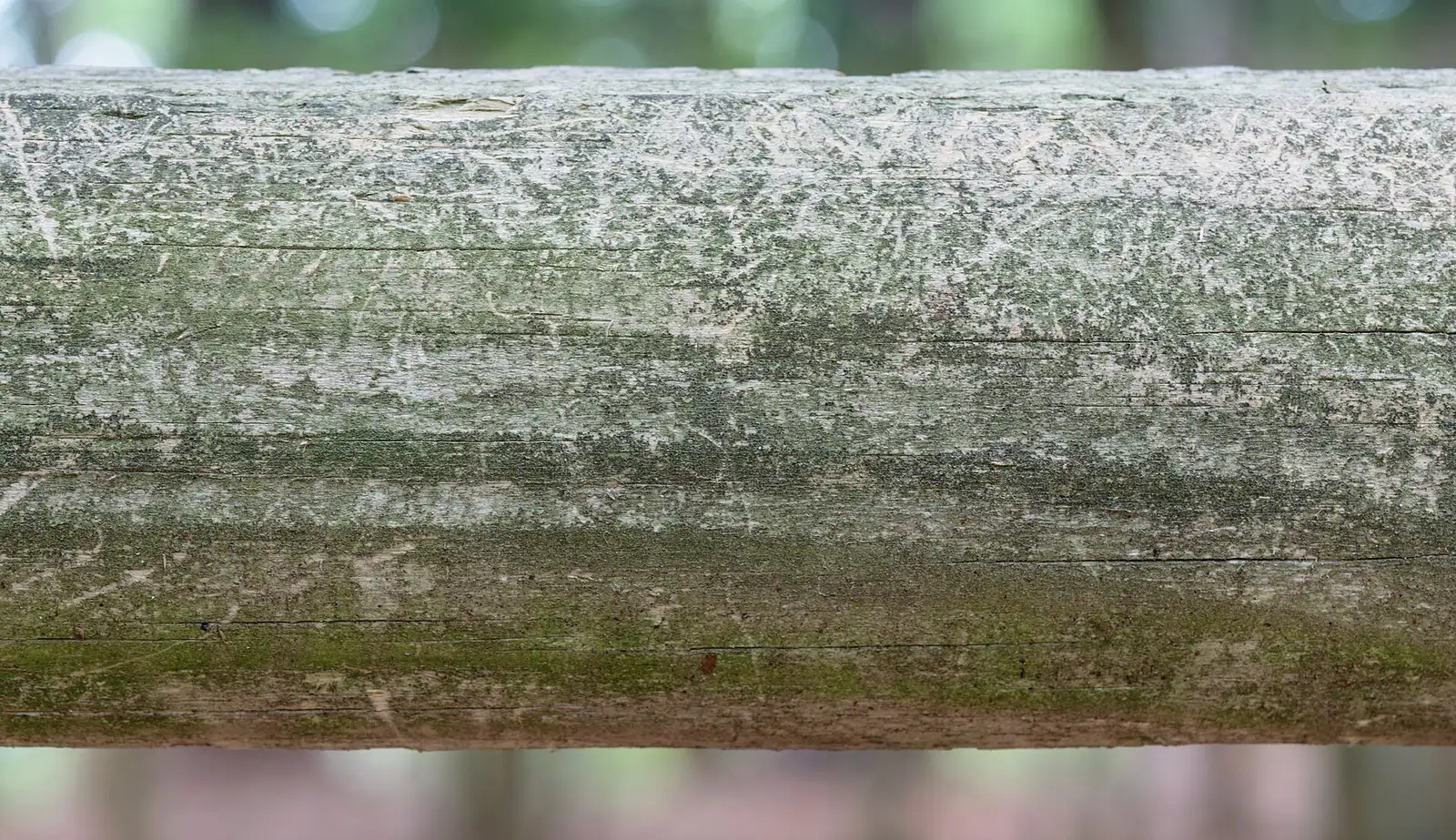 A split-rail fence at Great Neck Park, off North Great Neck Road in Virginia Beach.