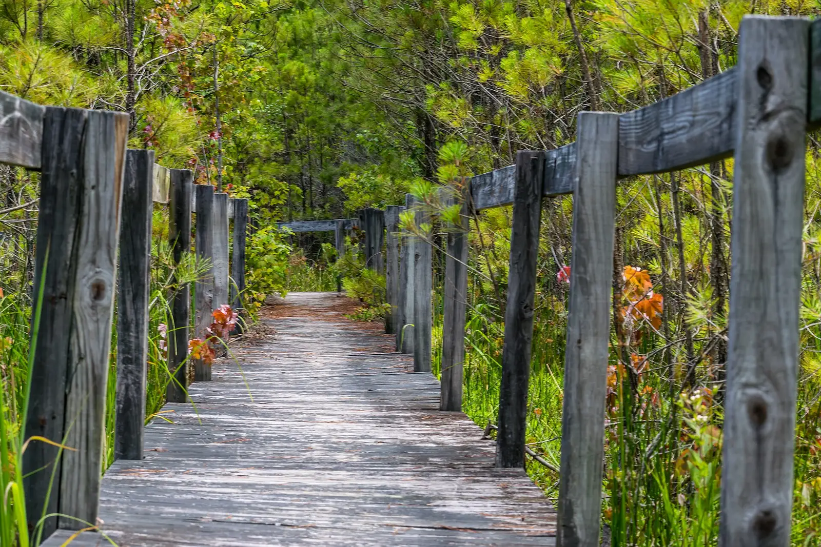 A footbridge over Oceana Pond in Virginia Beach.