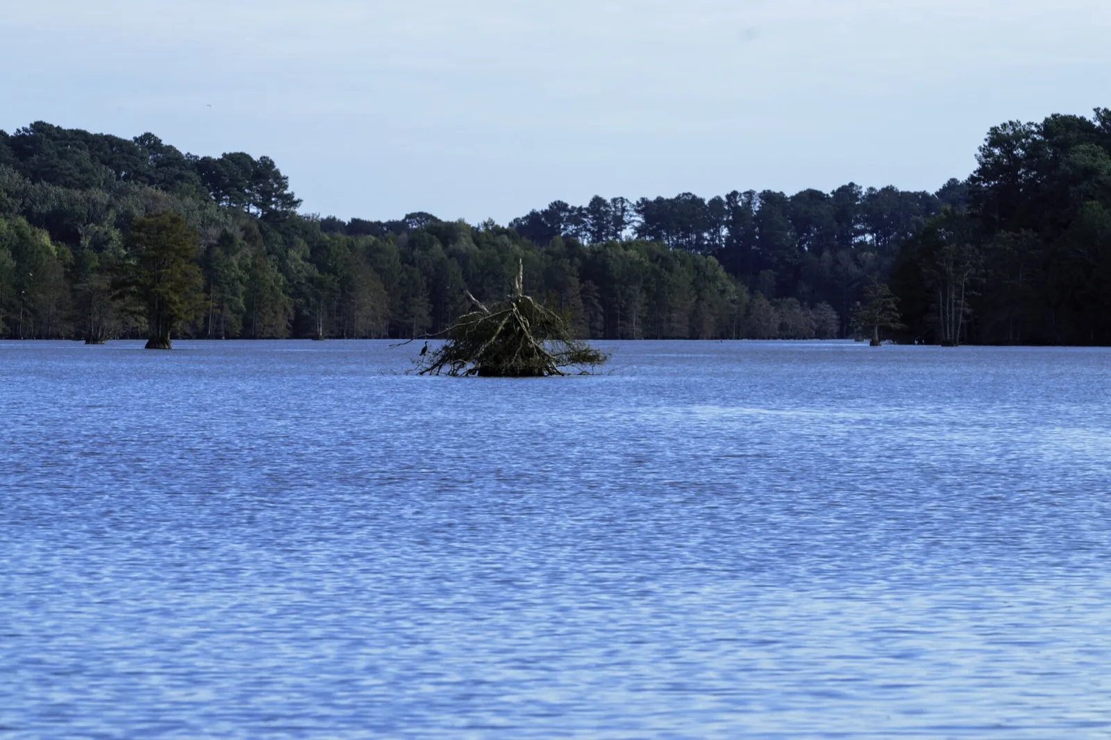 Cypress trees in Stumpy Lake at the Stumpy Lake Natural Area in Virginia Beach.