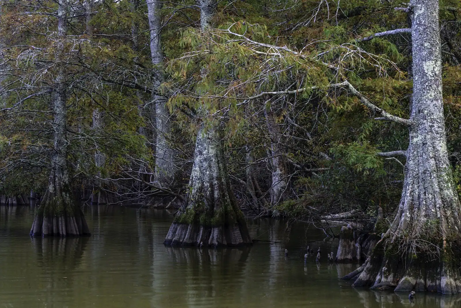 Cypress stumps in Stumpy Lake at the Stumpy Lake Natural Area in Virginia Beach.