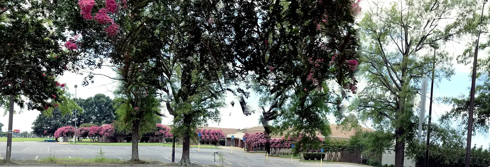 Crepe myrtles in bloom beside a parking lot in Virginia Beach.