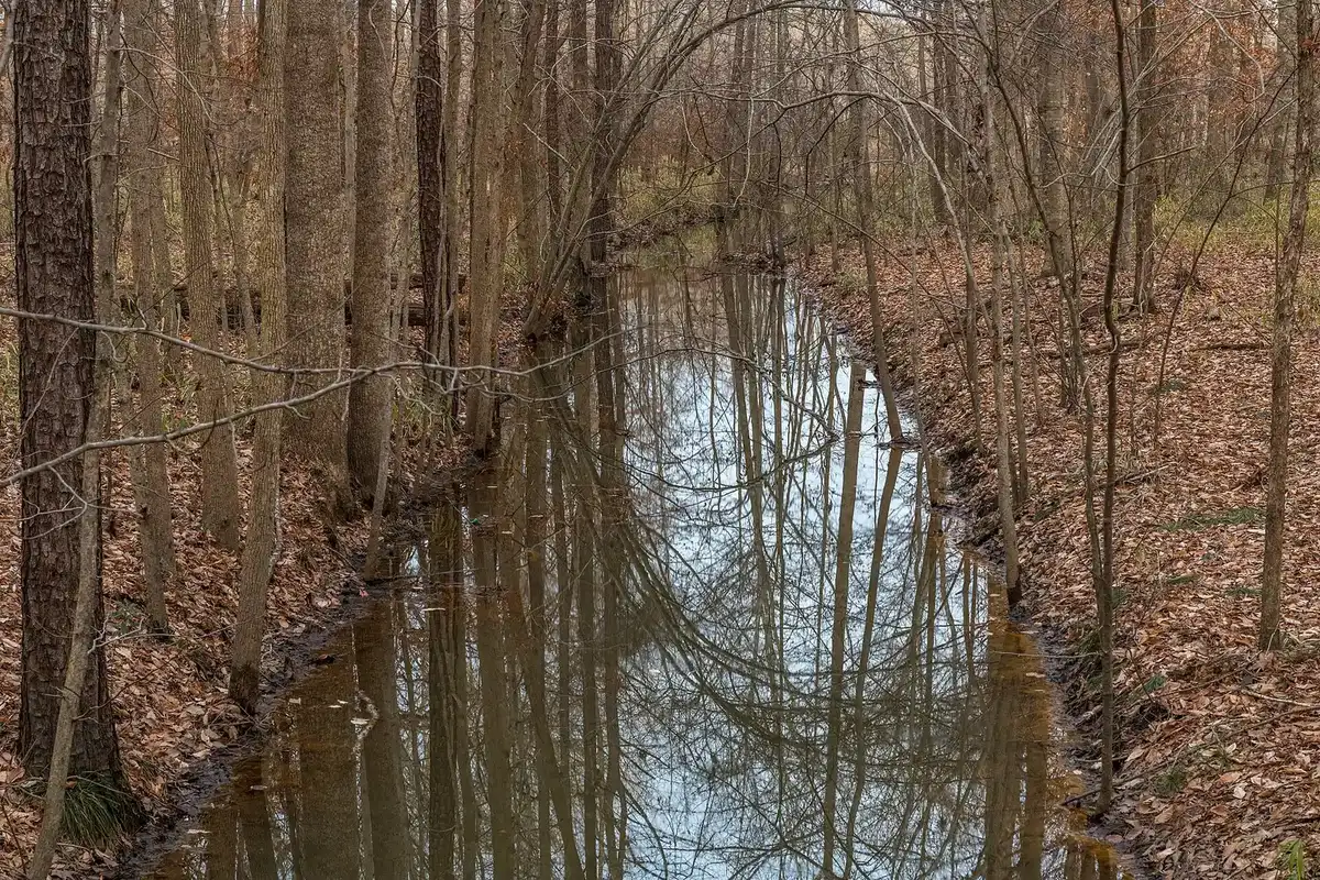The West Neck Creek Natural Area in Virginia Beach.