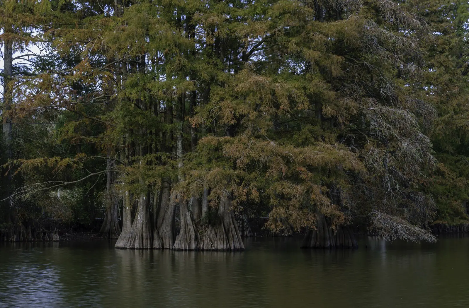 Cypress stumps at the Stumpy Lake Natural Area in Virginia Beach.
