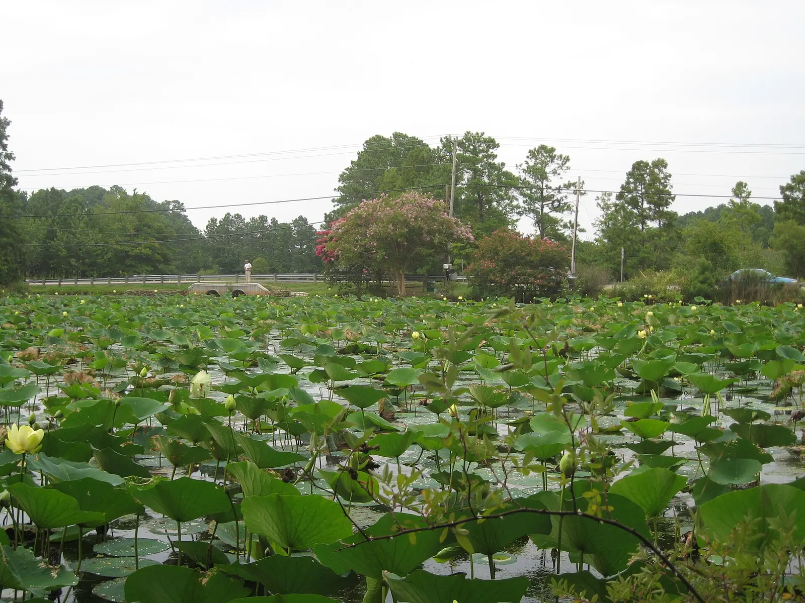 The Lotus Garden in Virginia Beach.