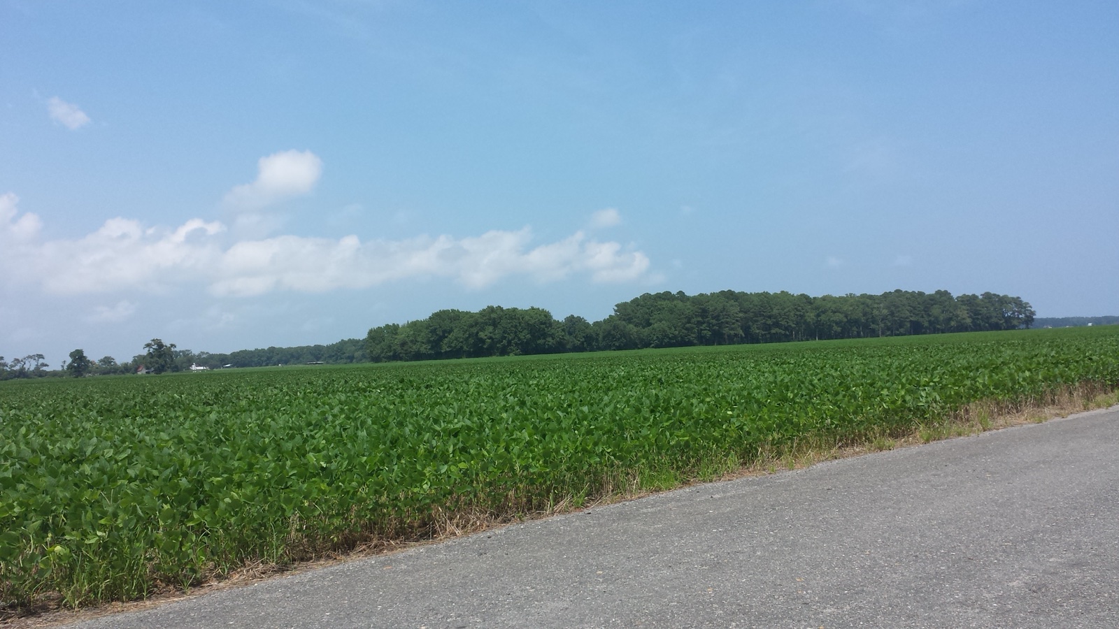 Farm fields in Pungo, in rural southern Virginia Beach.