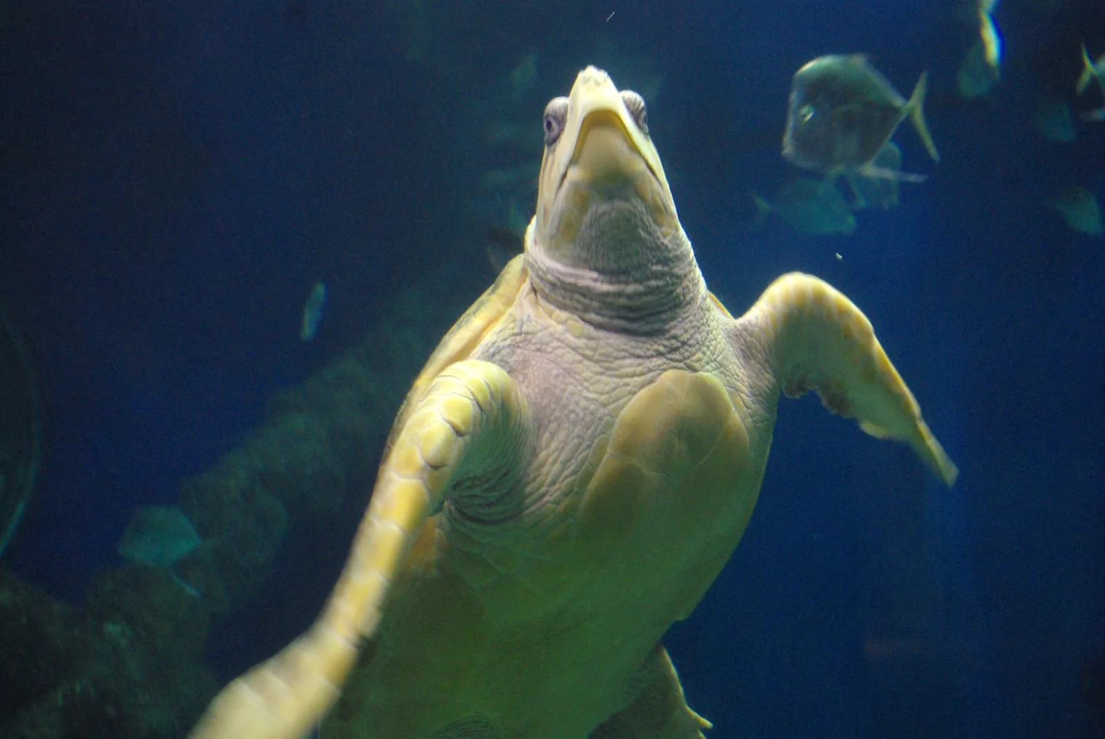 A loggerhead sea turtle swims past fish in a tank at the Virginia Aquarium & Marine Science Center in Virginia Beach.